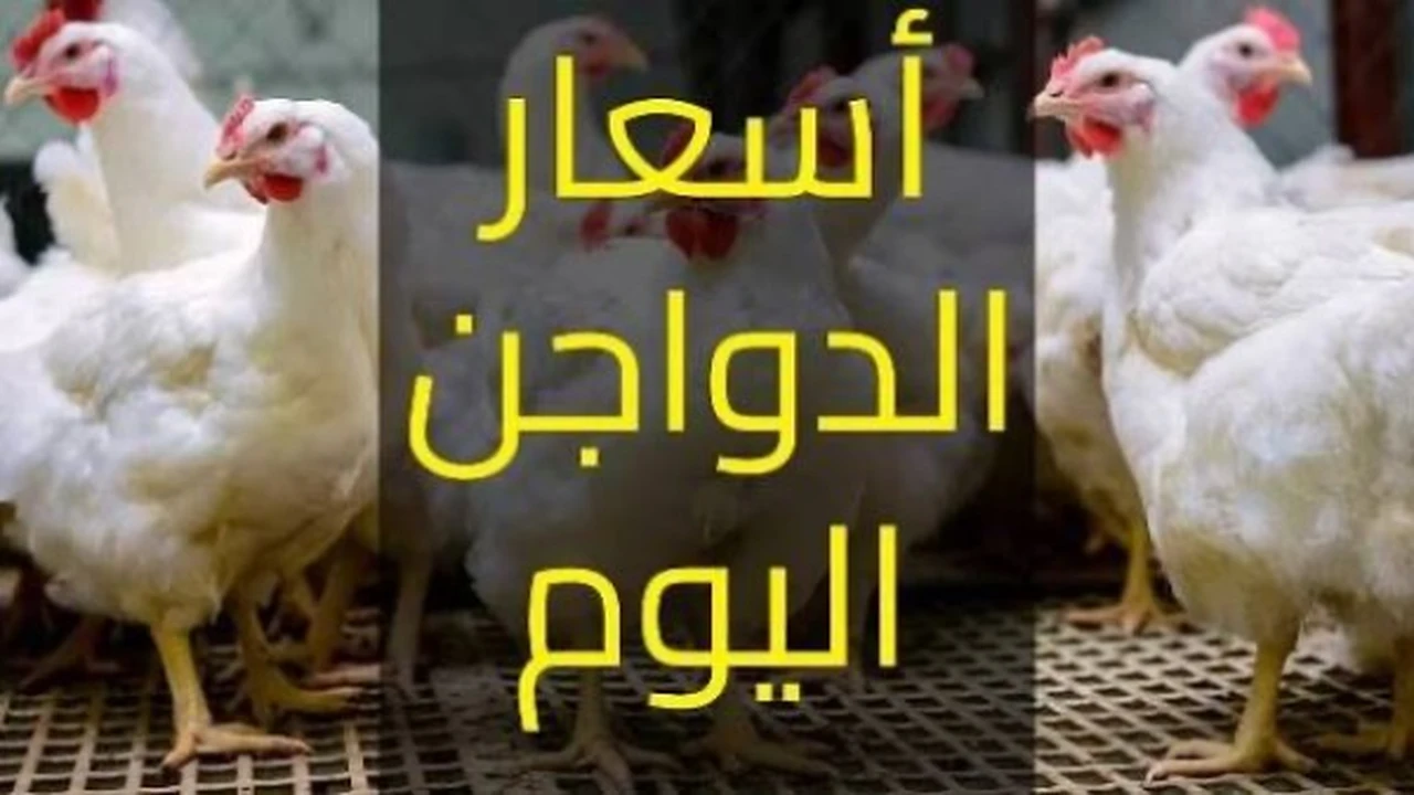 أسعار الدواجن والفراخ البيضاء تكسر حاجز الـ 90 جنيها في تعاملات اليوم الثلاثاء